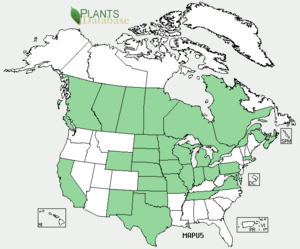 Malva pusilla distribution