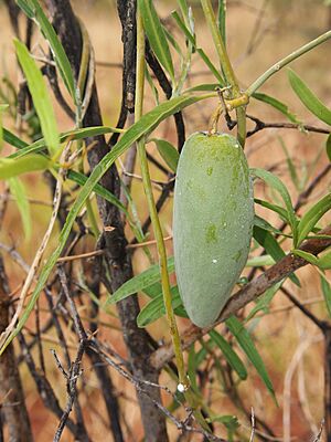 Marsdenia fruit