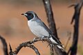 Masked Woodswallow (15993399881)