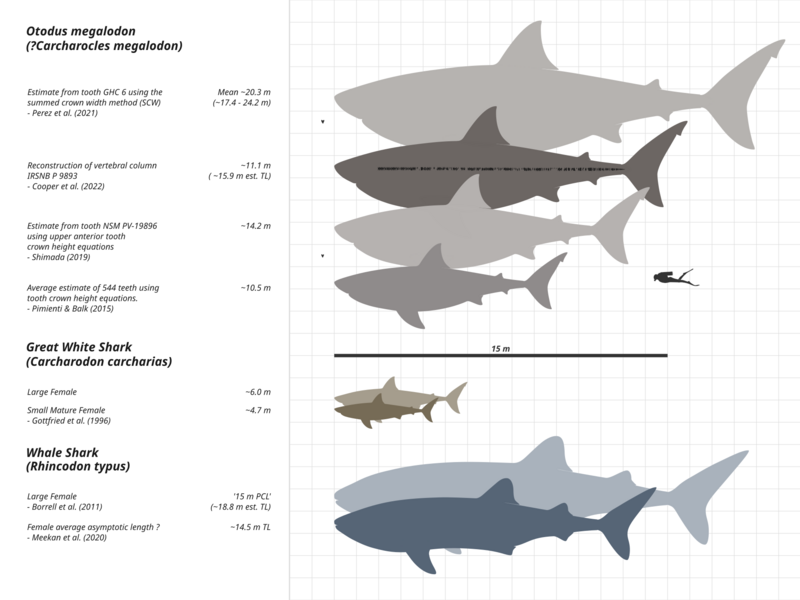 Megalodon-Carcharodon-Scale-Chart-SVG