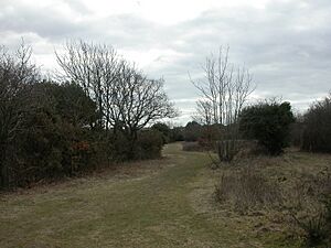 Milford on Sea, Studland Common - geograph.org.uk - 1753342