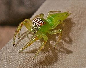 Mopus Mormon Spider.jpg