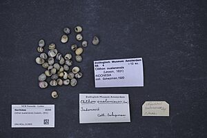 Naturalis Biodiversity Center - ZMA.MOLL.313805 - Clithon oualaniensis (Lesson, 1831) - Neritidae - Mollusc shell.jpeg