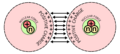 Nuclear fusion forces diagram