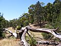 Old log belair national park