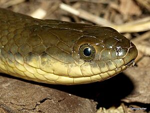 OliveKeelback