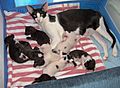 Oriental Shorthair kittens with mother