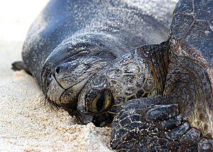 PMNM - monk seal and turtle (27705150490)