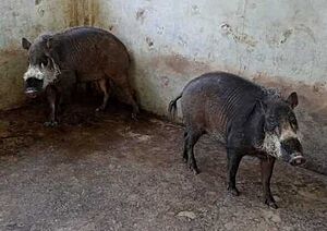 Palawan bearded pigs surrendered to the Palawan Council for Sustainable Development.jpg