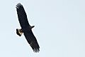 Pallas's fish eagle in flight (cropped)