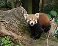Panda rouge Amiens 26871