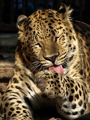 Panthera pardus orientalis Levhart mandžuský ZOO Děčín