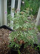 Pelargonium 'Lady Plymouth'