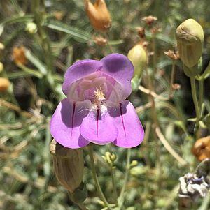 Penstemon fruticiformis.jpg