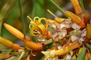 Persoonia longifolia