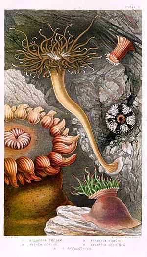 Philip Henry Gosse - British Sea-Anemone and Corals (Plate V)