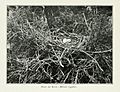 Pictures of bird life - on woodland meadow, mountain and marsh (1903) (14563612330)