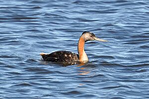 Podicephorus major -Santa Vitoria do Palmar, Rio Grande do Sul, Brazil -swimming-8.jpg