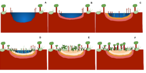 Pond sucession