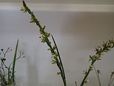 Prasophyllum fimbria 01
