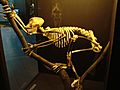 Proconsul skeleton reconstitution (University of Zurich)
