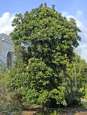 Proteaceae - Banksia serrata.JPG