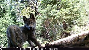 Pup from the Lassen Pack
