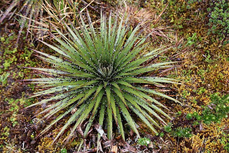 Puya hamata (Bromeliaceae) (49522611106)