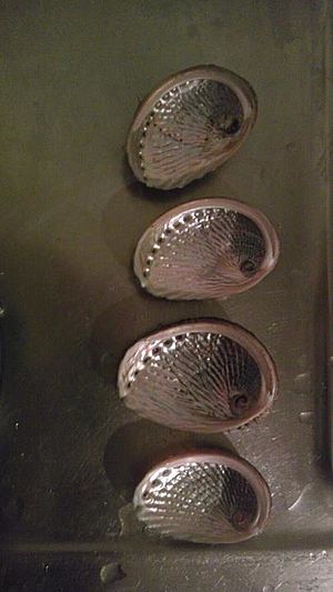 Queen Paua (Abalone) Shells (Interior) New Zealand