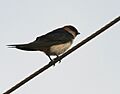 Red-rumped Swallow (Hirundo daurica) in Anantgiri, AP W IMG 8714