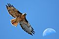 Red-tailed Hawk with moon over Estero Bay CA - composition red-tail-moon-composite-2630s (323660913)