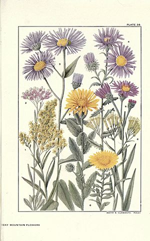 Rocky mountain flowers (Plate 38) (6280209934).jpg