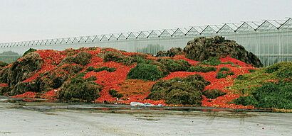Rotten tomatoes - geograph.org.uk - 188609