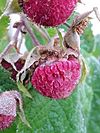 Rubus odoratus - Tuoksuvatukka, Rosenhallon, Purple-flowered raspberry C 20151008 081546.jpg