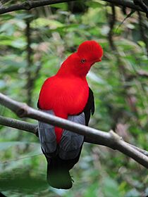 Rupicola peruvianus Gallito de roca andino Andean-Cock-of-the-Rock (male) (13995875991)