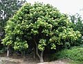 Sapindus saponaria var. saponaria (4999557990)