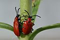 Scarlet lily beetle lilioceris lilii
