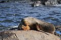Sea Lions Ushuaia