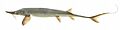 Shovelnose sturgeon