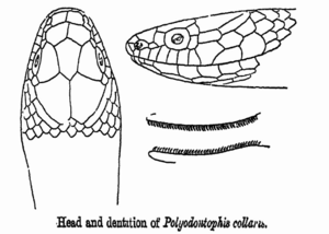 Sibynophis collaris head