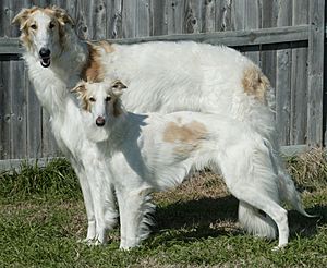 Silken Windhound and Borzoi (Kal tyler)
