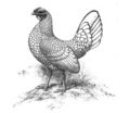 Silver Sebright hen - Standard of Perfection 1905