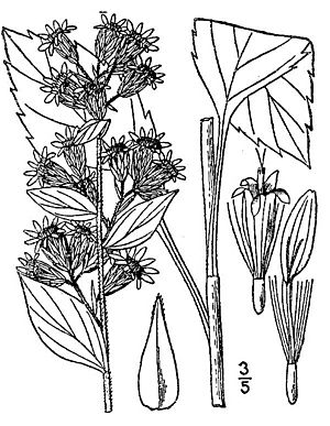 Solidago macrophylla01.jpg