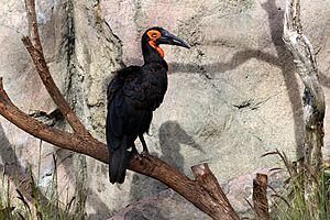 Southern Ground Hornbill perched on a tree