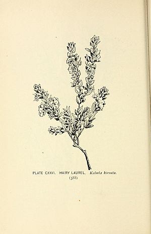 Southern wild flowers and trees (Page 388, Plate CXXVI) BHL23630588.jpg
