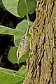 Spotted Creeper