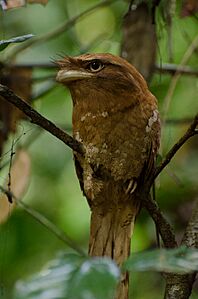 Sri Lanka frogmouth