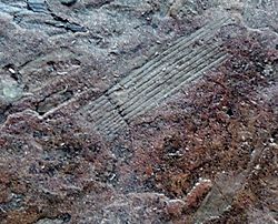 Stevenston - Horsetail (Equisetum sps) fossil