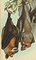 Styloctenium wallacei AB Meyer