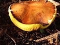 Suillus luteus